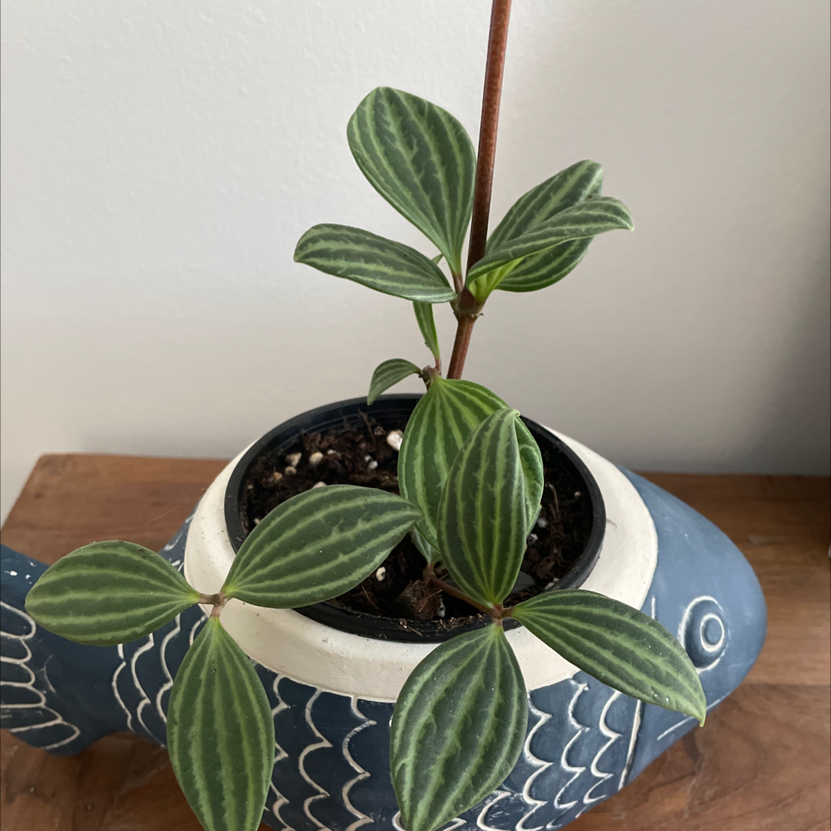 Parallel peperomia plant in a fish-shaped pot with healthy green leaves.