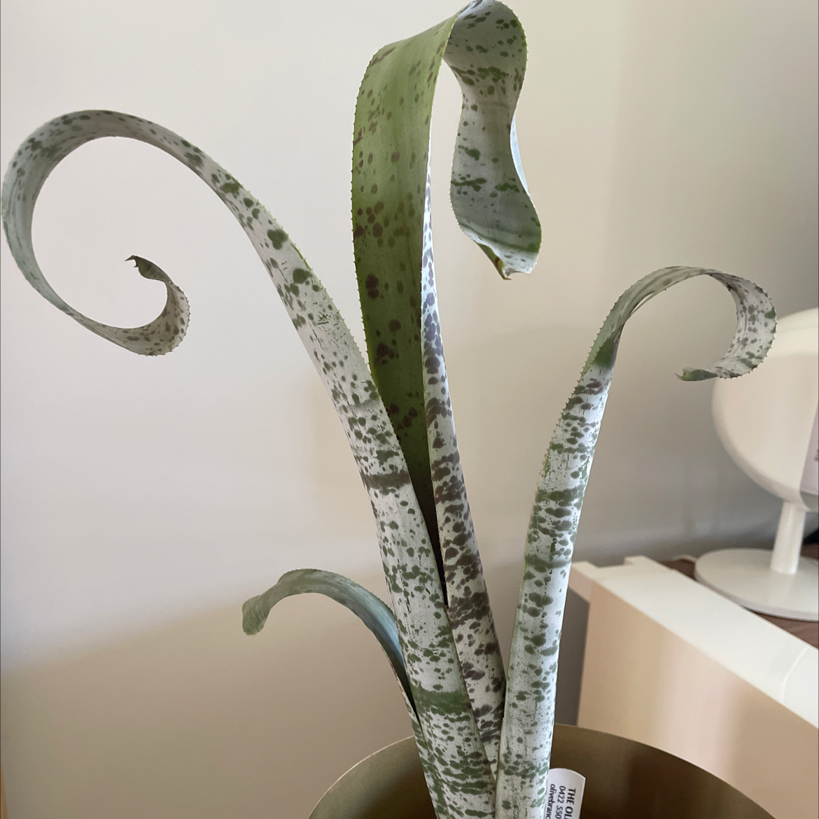 Photo of the plant species Tim Plowman by Michelle named Tim on Greg, the plant care app