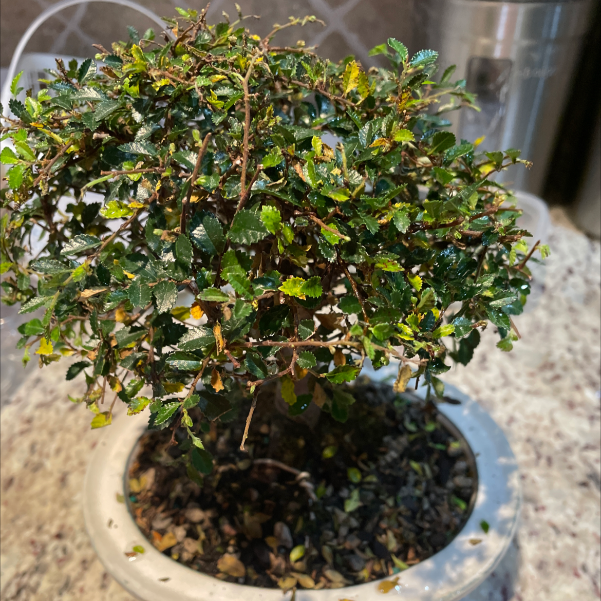 A healthy Chinese Elm bonsai tree in a white pot, with a thick trunk and dense green canopy. Some minor leaf yellowing is visible.