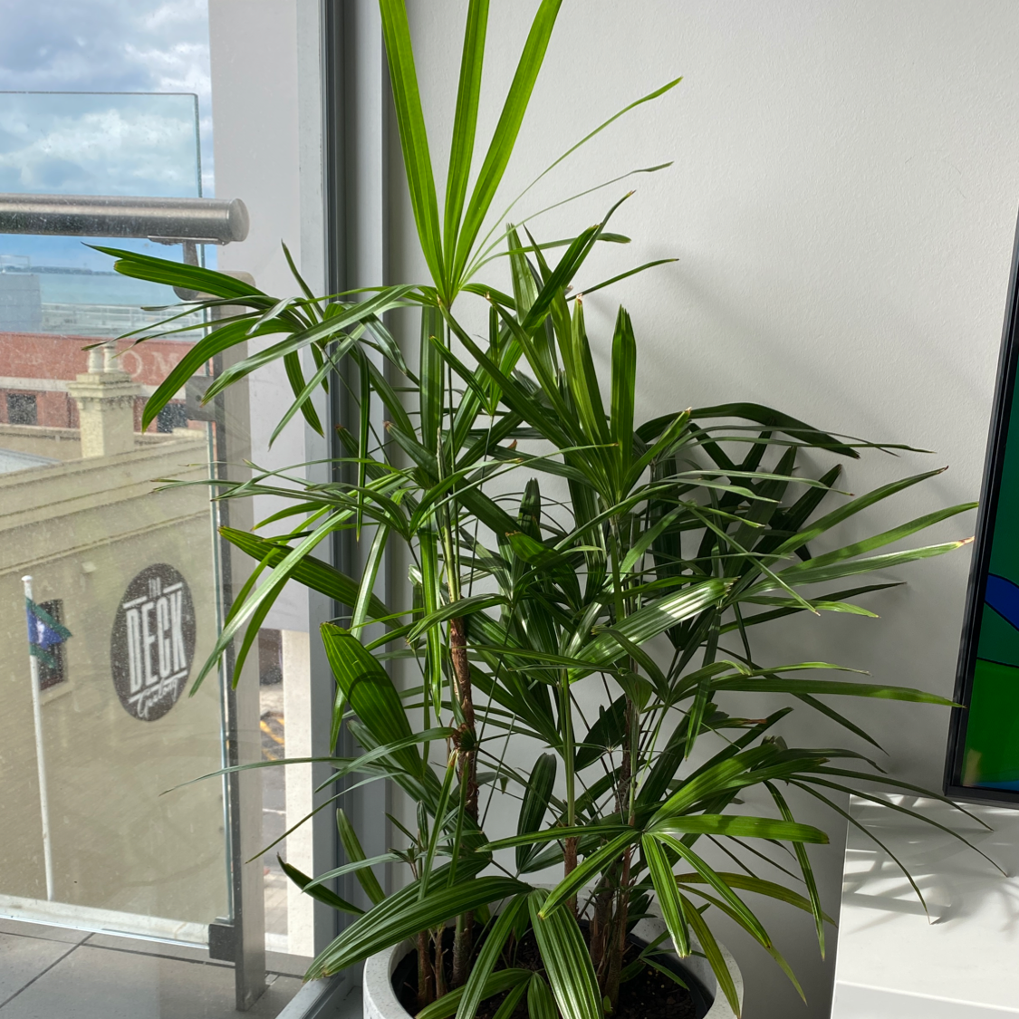Healthy green Rhapsis palm houseplant with thin leaves in geometric pattern, positioned by window with city buildings visible outside.