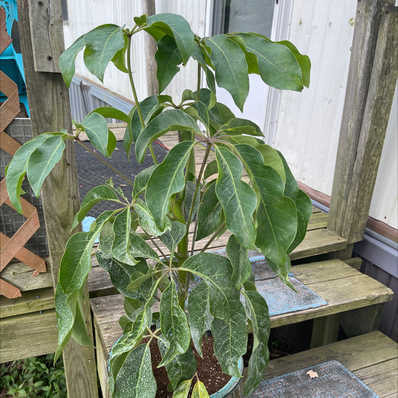Photo of the plant species Umbrella Tree 'Charlotte' by @markaaron23 named Emerson on Greg, the plant care app