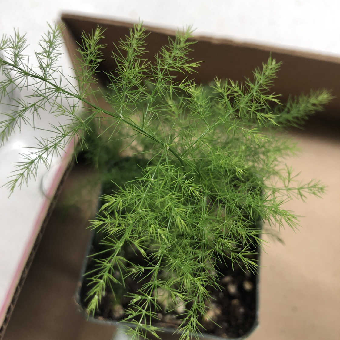 Close-up of a lush, healthy Asparagus Fern plant with delicate bright green foliage and thin wiry stems, in a dark pot.