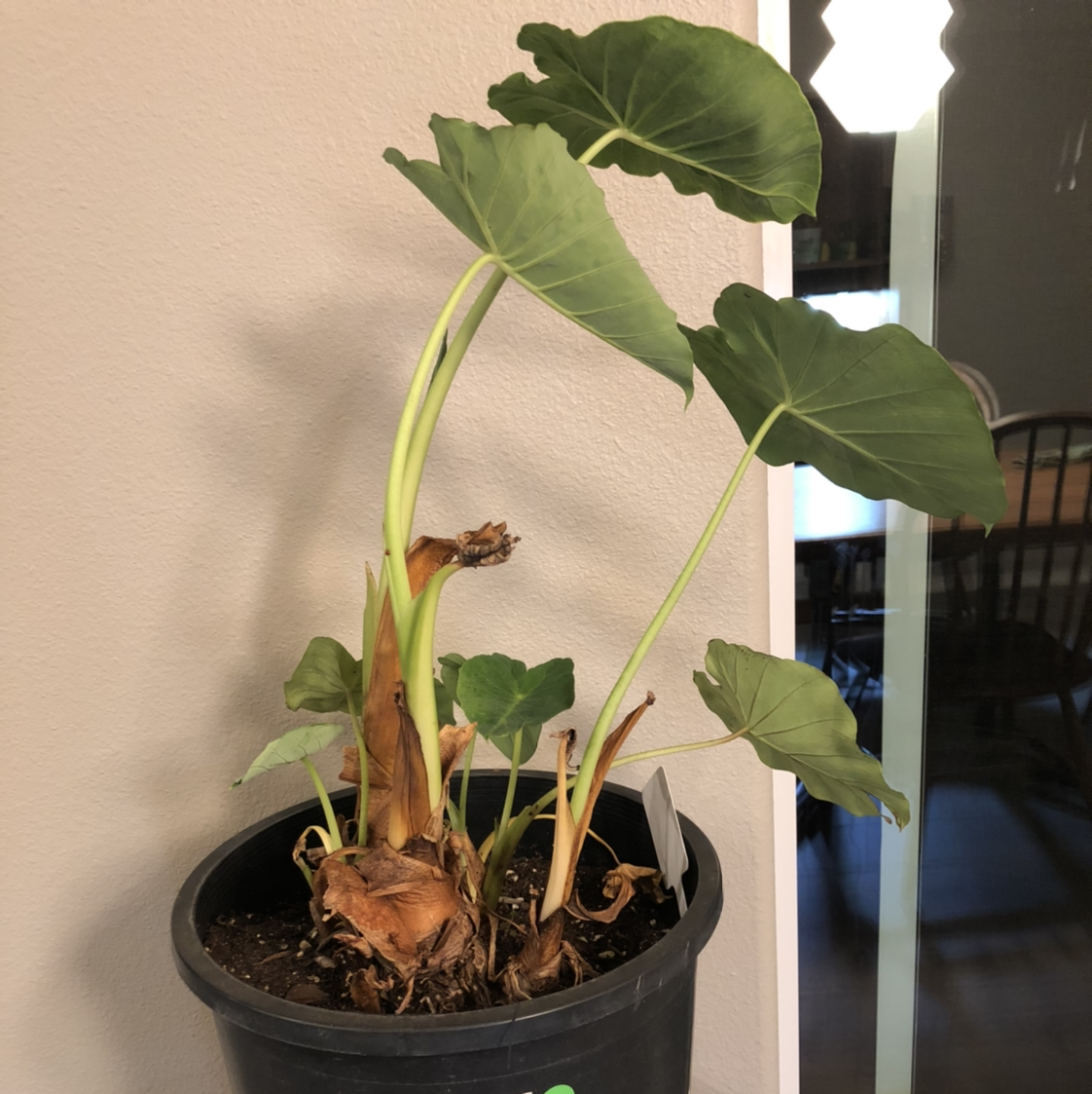 Potted Jewel Alocasia plant with green leaves and some browning at the base, placed indoors.
