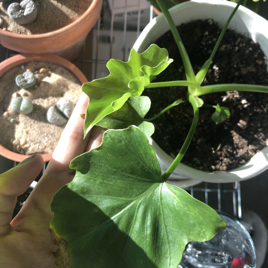 Philodendron Xanadu plant with healthy green leaves and visible soil. A hand is holding one of the leaves.