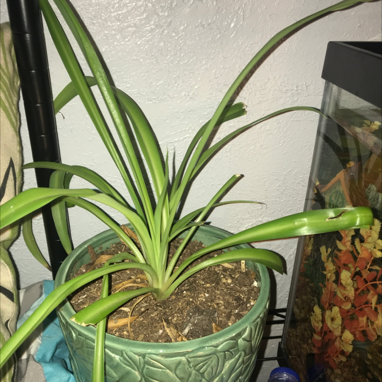 Spider Plant plant photo by @awkward._.mattie named Forrest on Greg, the plant care app.