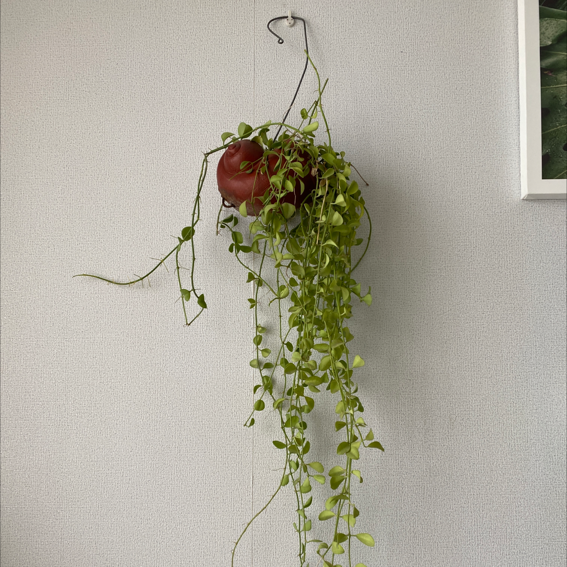 Hanging Million Hearts plant with small, heart-shaped leaves.