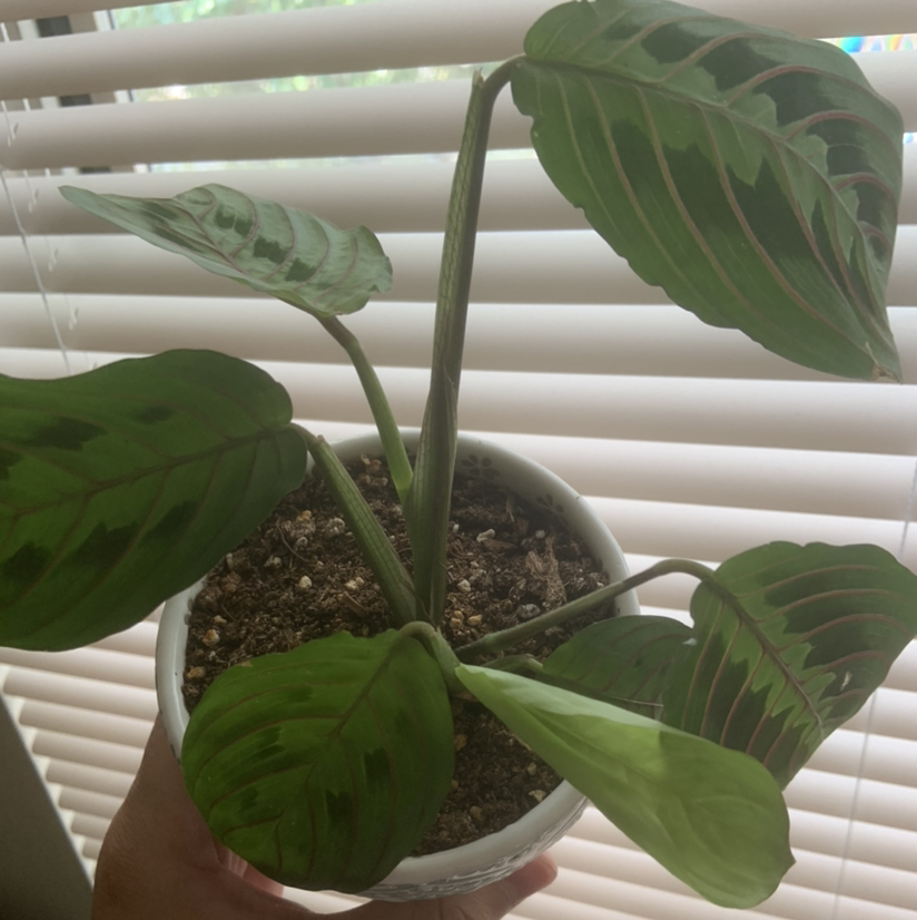 Green Prayer Plant plant photo by @miguelg named Petronila on Greg, the plant care app.