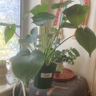 Monstera plant in Belcamp, Maryland