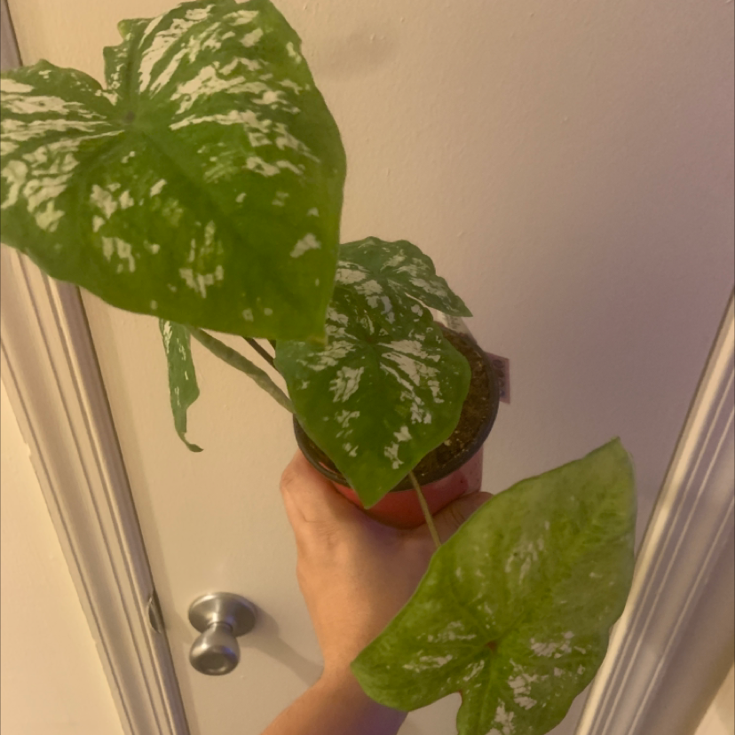 Photo of the plant species White Christmas Angel Wings by @miguelg named Callie on Greg, the plant care app