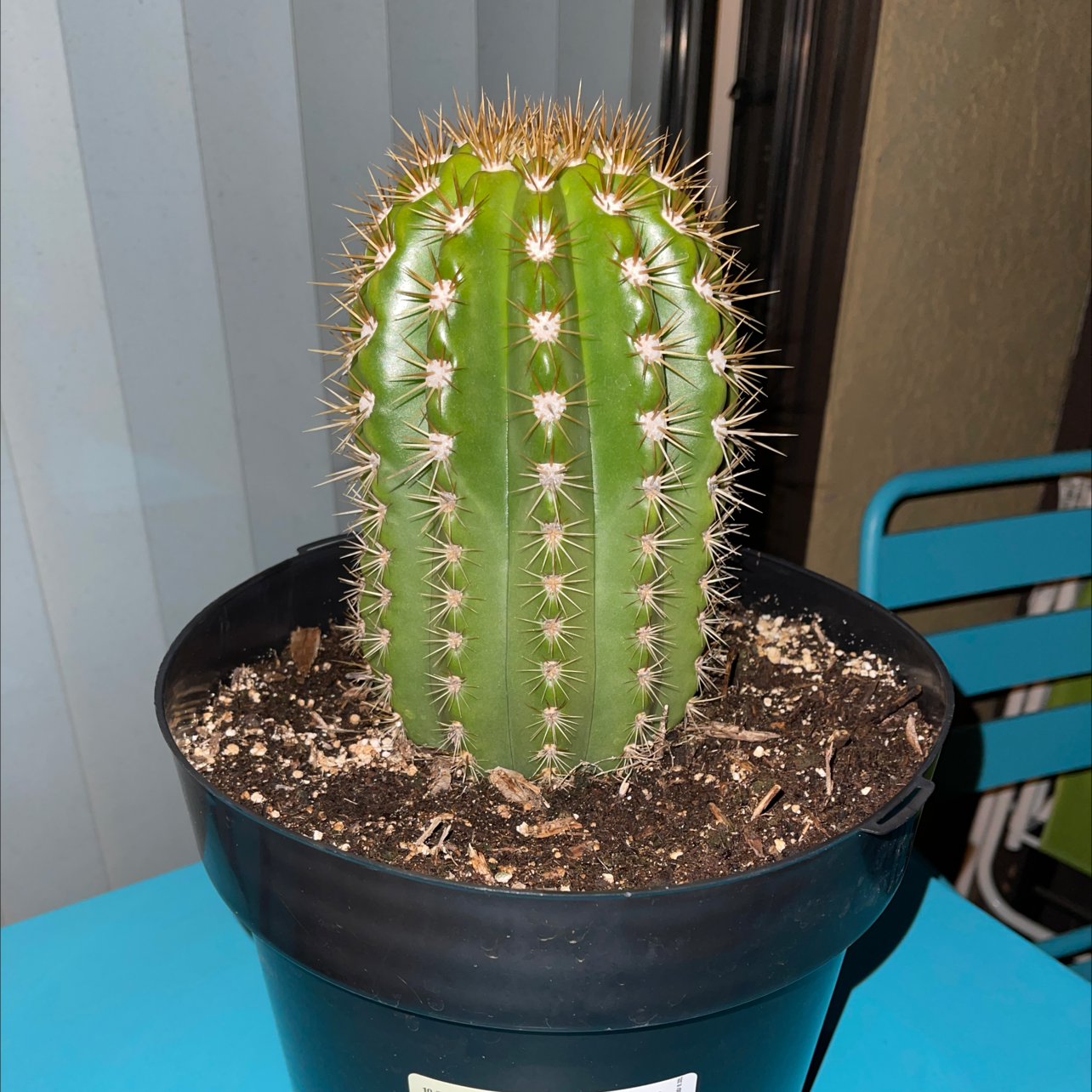 Sun Goddess Barrel Cactus in a black pot with visible soil, well-framed and in focus.