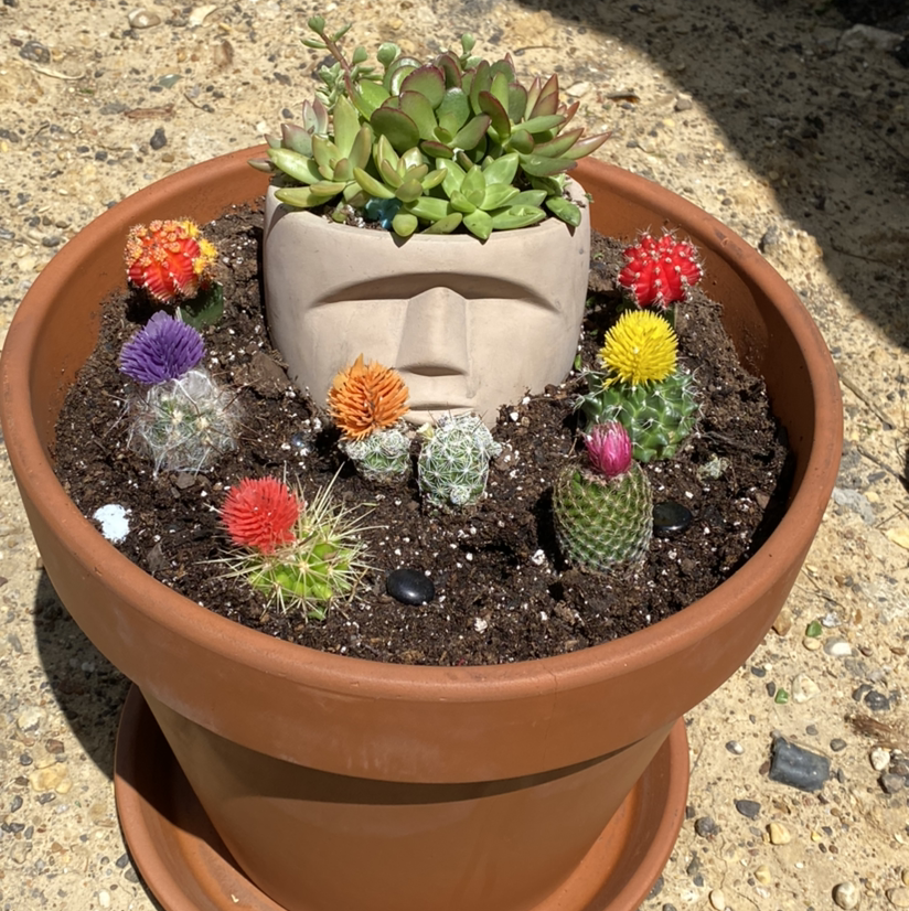 Golden Barrel Cactus plant photo by @Oscarinmarin named Familia peluche on Greg, the plant care app.