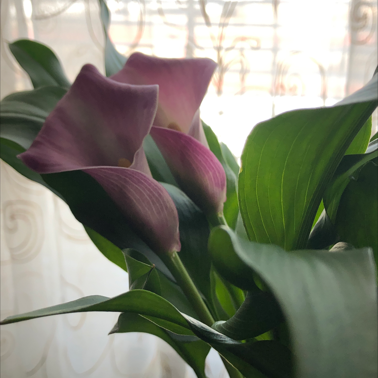 Close-up of a healthy purple Calla Lily flower with a human hand gently touching the spathe, surrounded by green foliage.