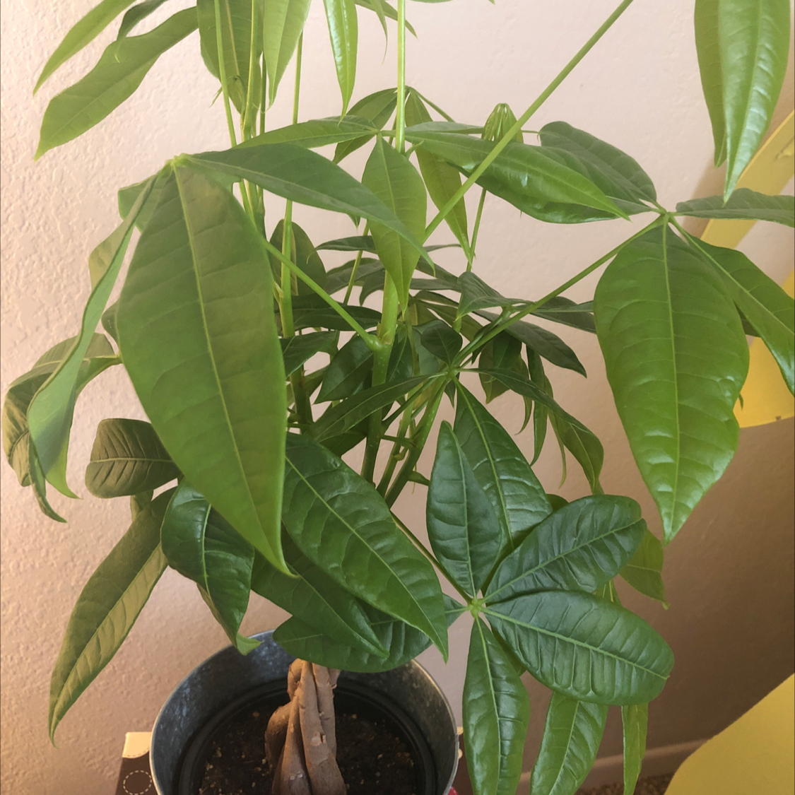 Money Tree plant photo by @Butrfly4724 named Lucky on Greg, the plant care app.