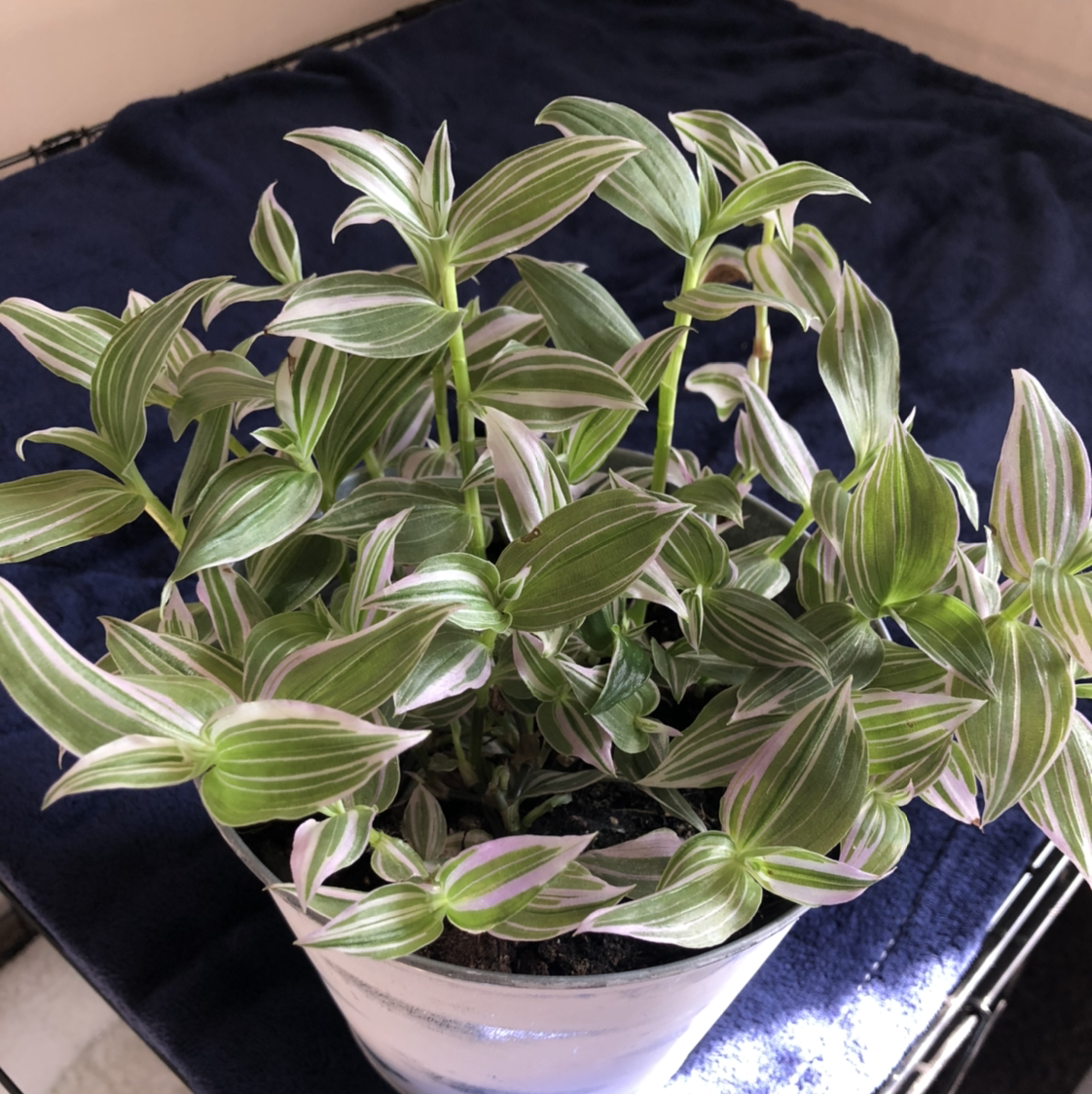 Small-Leaf Spiderwort plant photo by @Butrfly4724 named Margie on Greg, the plant care app.
