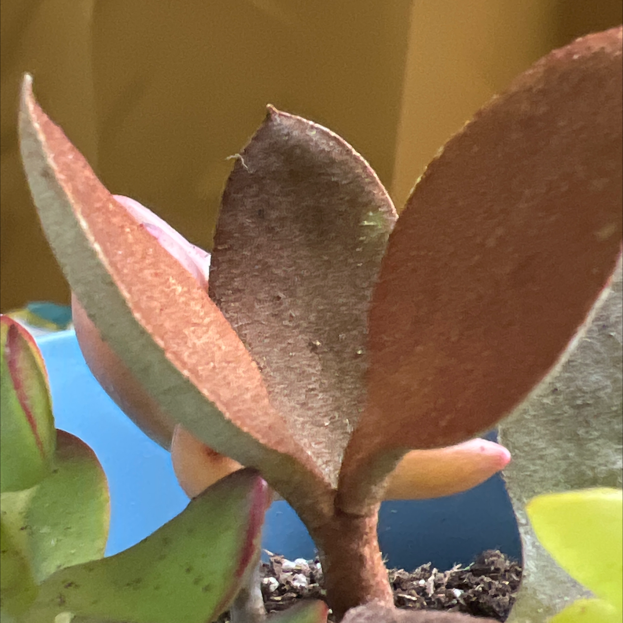 Close-up of a Copper Spoons plant with some browning on the leaves.