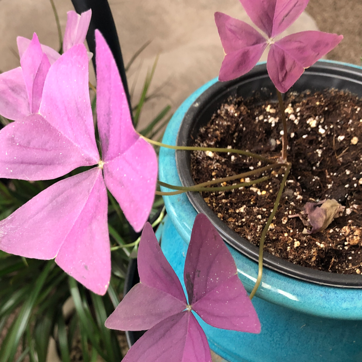 A thriving purple shamrock plant with vibrant leaves and pink flowers, planted in a teal pot against a neutral background.