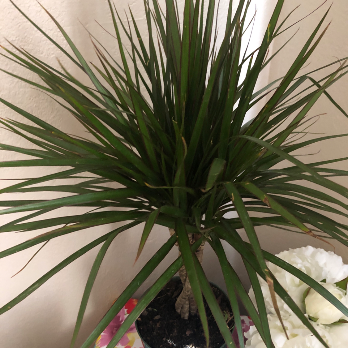 Dragon Tree plant photo by @Butrfly4724 named Felix on Greg, the plant care app.