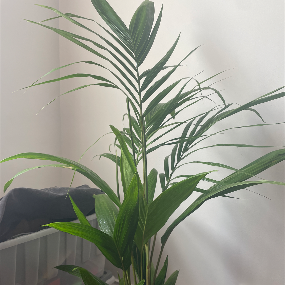 Healthy Bungalow Palm plant with long, slender green leaves indoors.