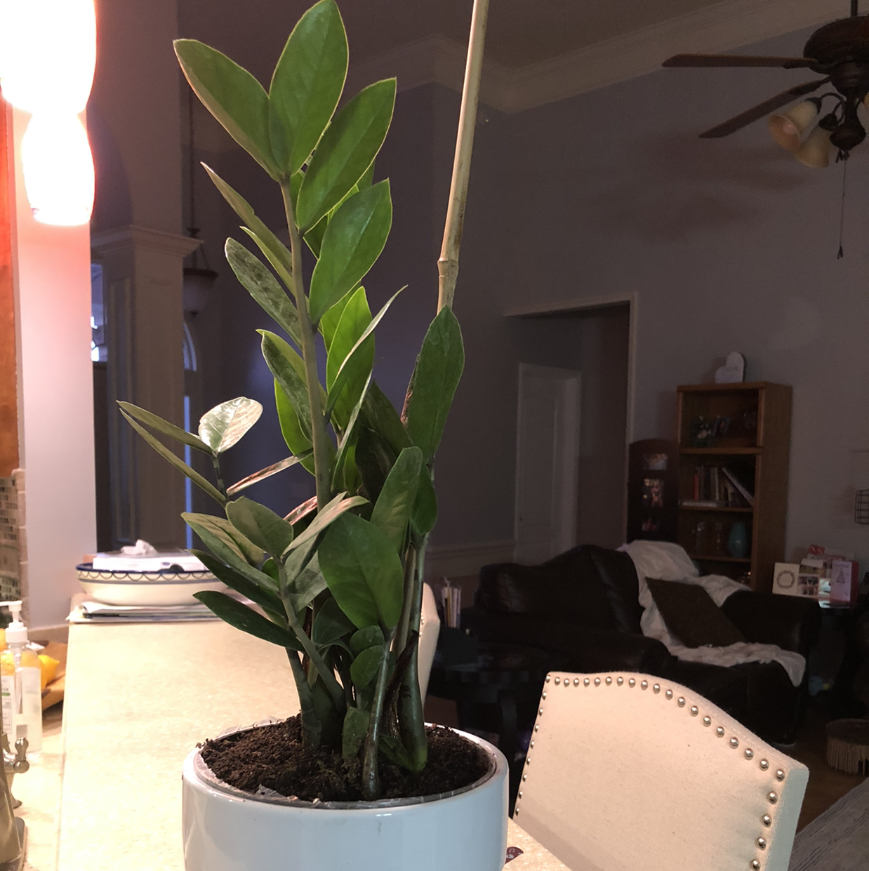 Zamioculcas Zamiifolia plant photo by Bridgett named Zion on Greg, the plant care app.