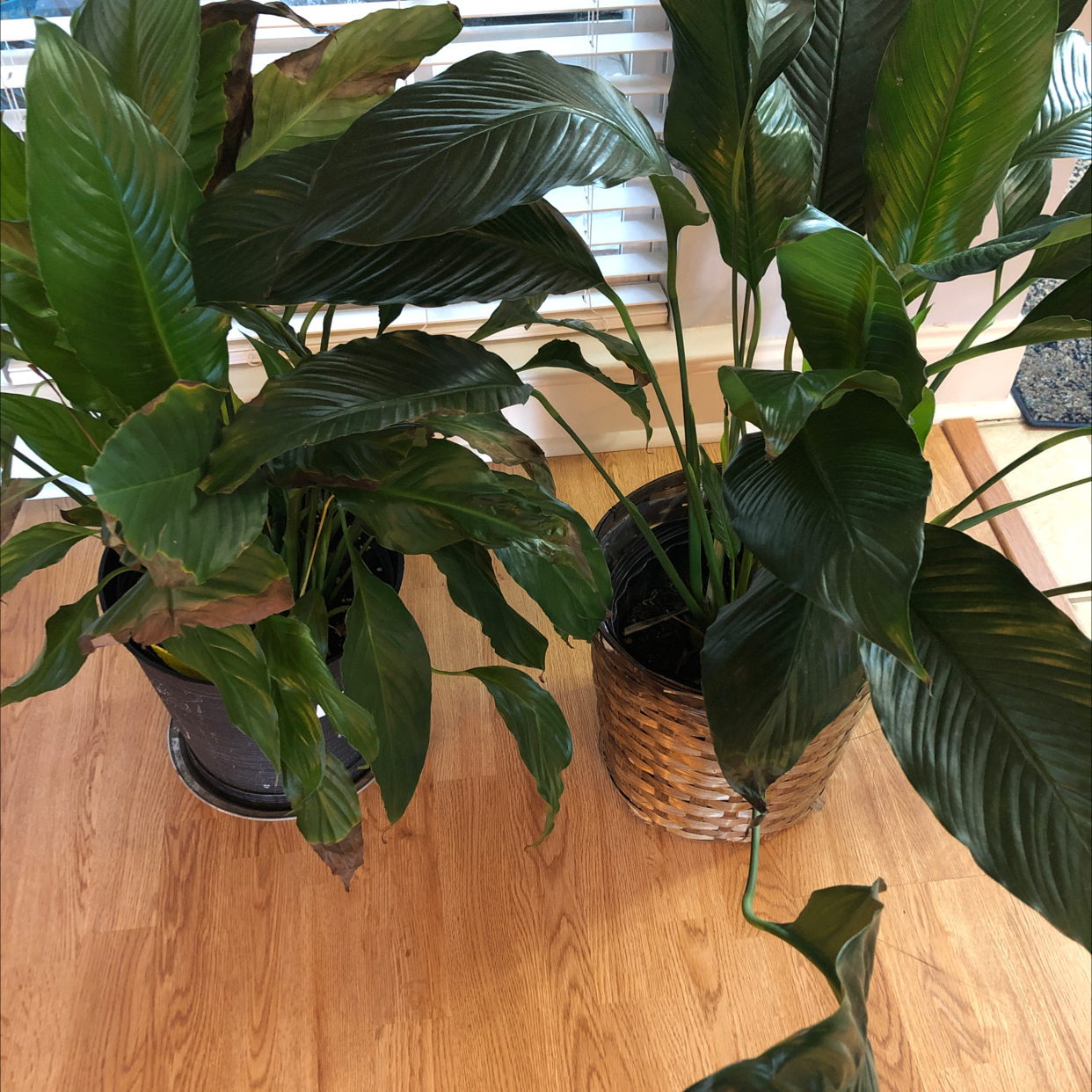 Peace Lily plant photo by Bridgett named Leon and Lily on Greg, the plant care app.