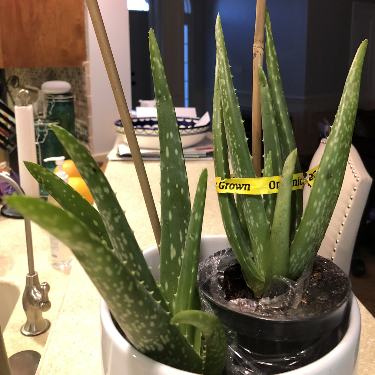 Aloe vera plant photo by Bridgett named Ally on Greg, the plant care app.