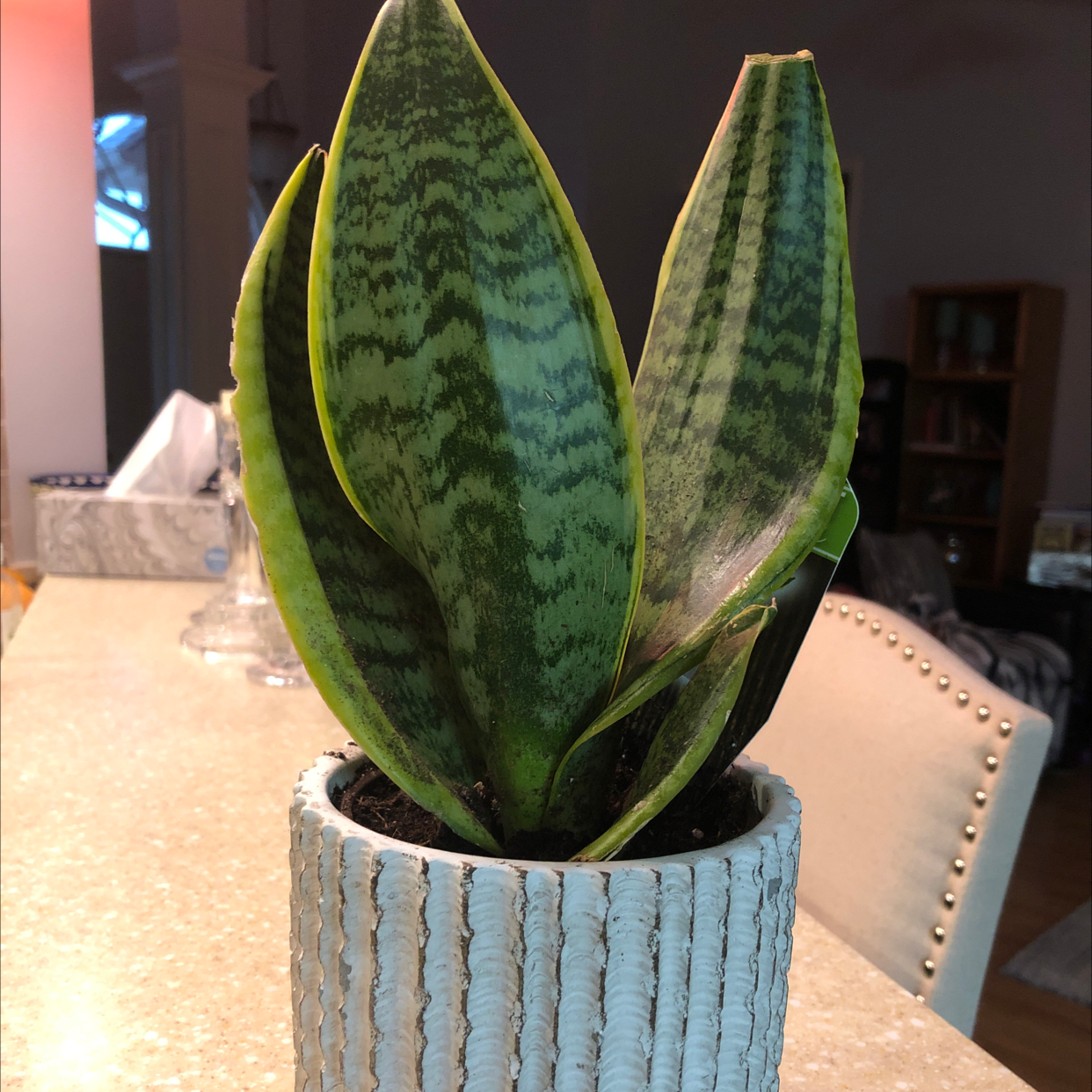 Snake Plant plant photo by Bridgett named Sassy & Sista on Greg, the plant care app.