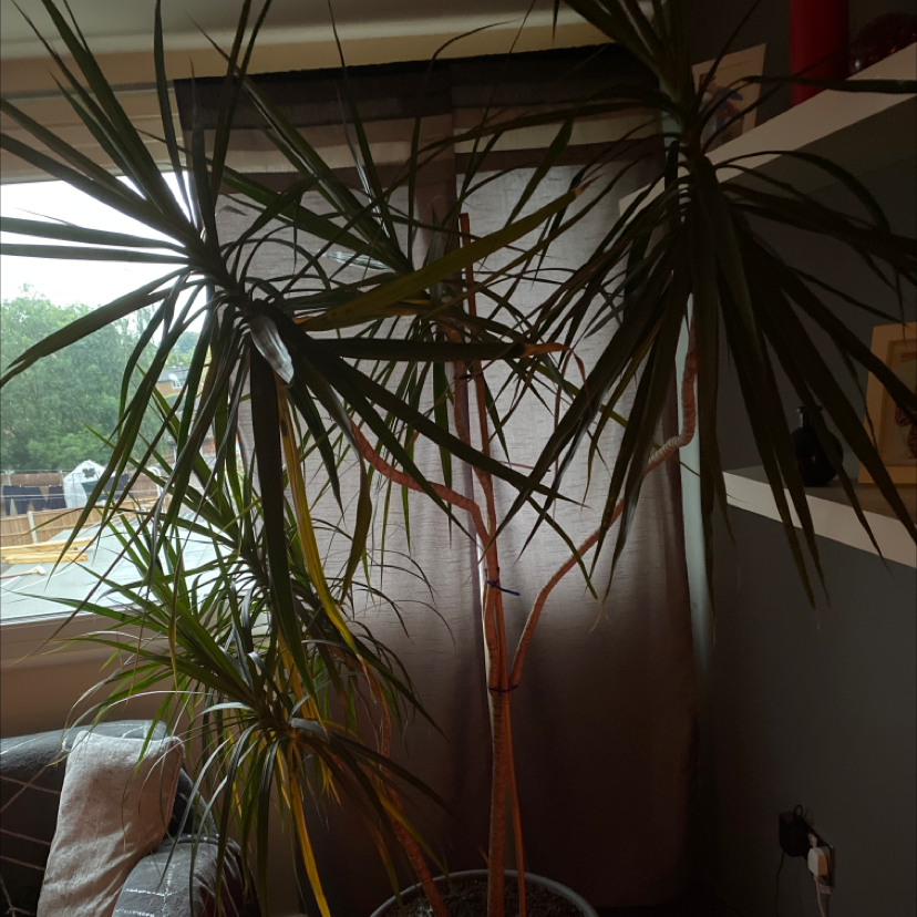 Dragon Tree plant photo by John named Dragon plan on Greg, the plant care app.