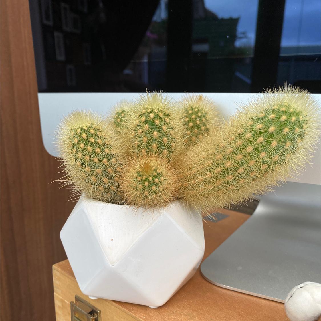 Texas Rainbow Cactus in a white geometric pot, healthy and well-framed.