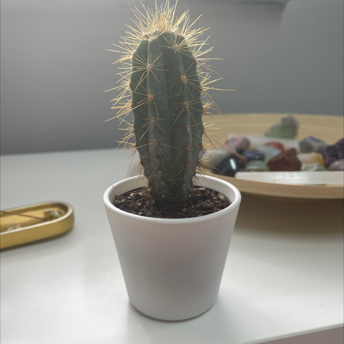 Golden Torch cactus in a white pot with a tray of stones in the background.