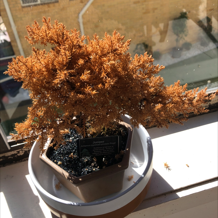 Japanese Garden Juniper in a pot with significant browning, placed on a windowsill.