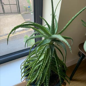 Krantz Aloe plant photo by @annanebbia named Aloe on Greg, the plant care app.