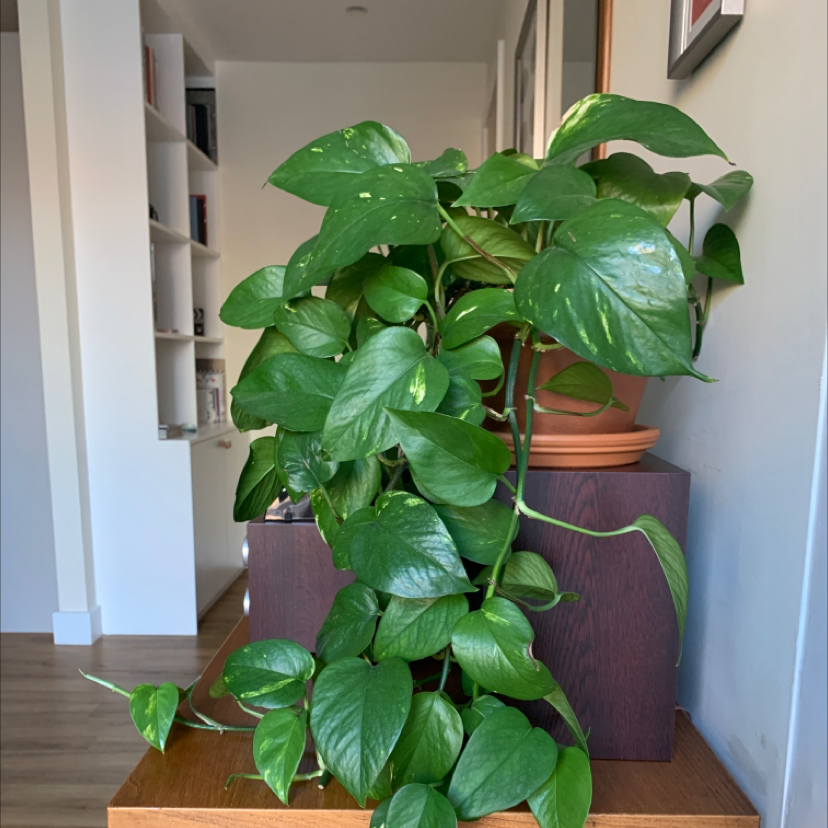 Taro Vine plant photo by @annanebbia named Potus on Greg, the plant care app.