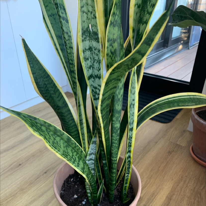 Snake Plant plant photo by @annanebbia named Sanseviera on Greg, the plant care app.