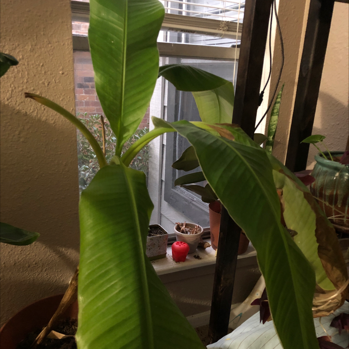 Healthy White Bird of Paradise plant with large green leaves in front of a window, small red decor item visible.