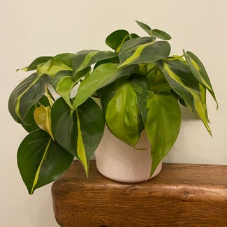 Heartleaf Philodendron plant in Portsmouth, England