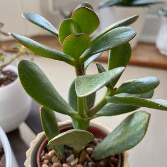 Jade plant in Portsmouth, England