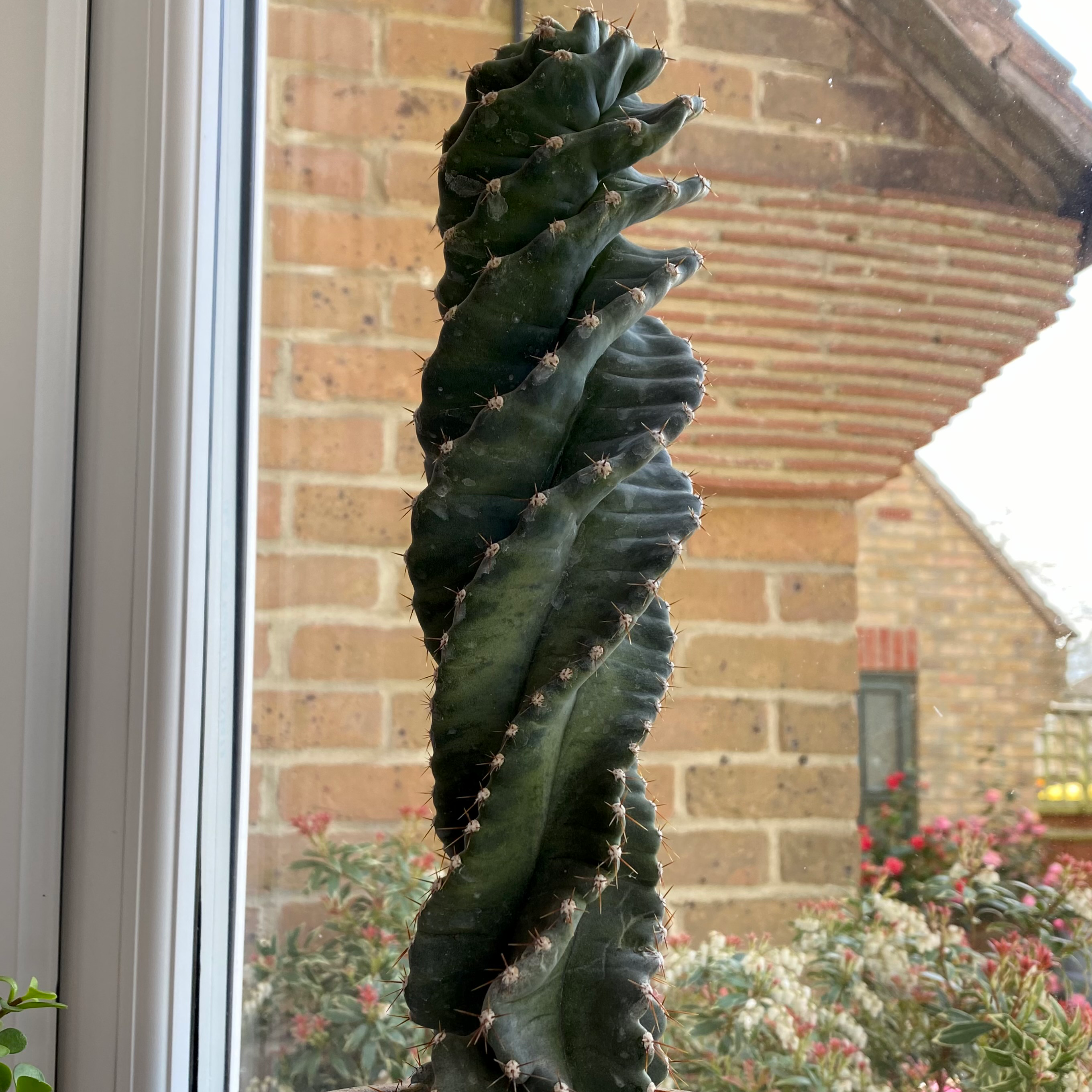Spiral cactus near a window with a brick wall and outdoor plants in the background.