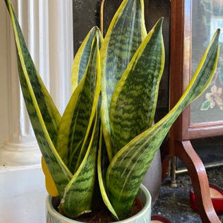 Snake Plant plant in Portsmouth, England