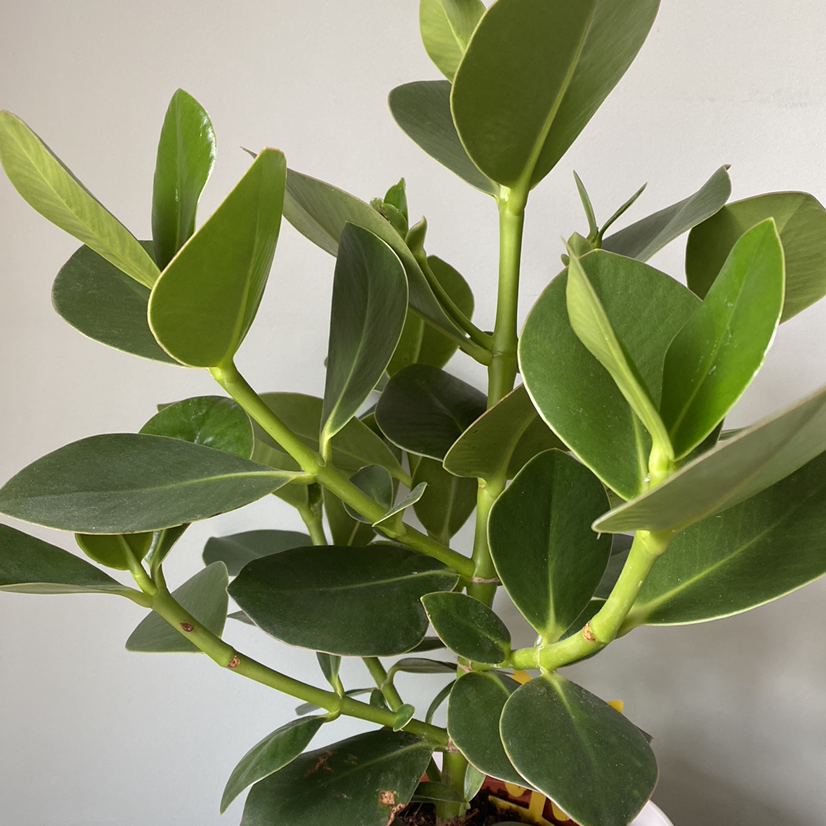 Photo of the plant species Autograph Tree by @Jojo84 named Merida on Greg, the plant care app