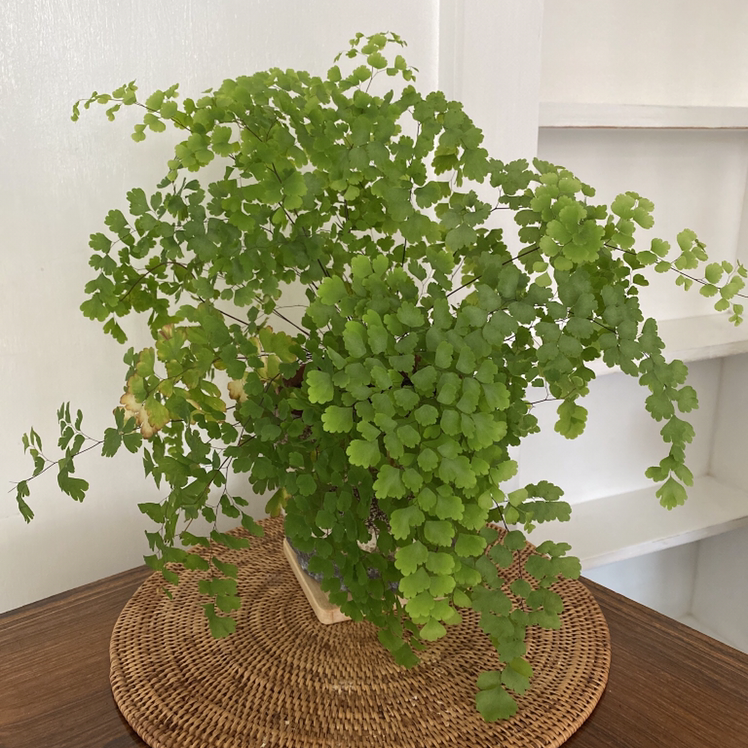 Photo of the plant species Pacific Maidenhair Fern by @Jojo84 named Venus on Greg, the plant care app