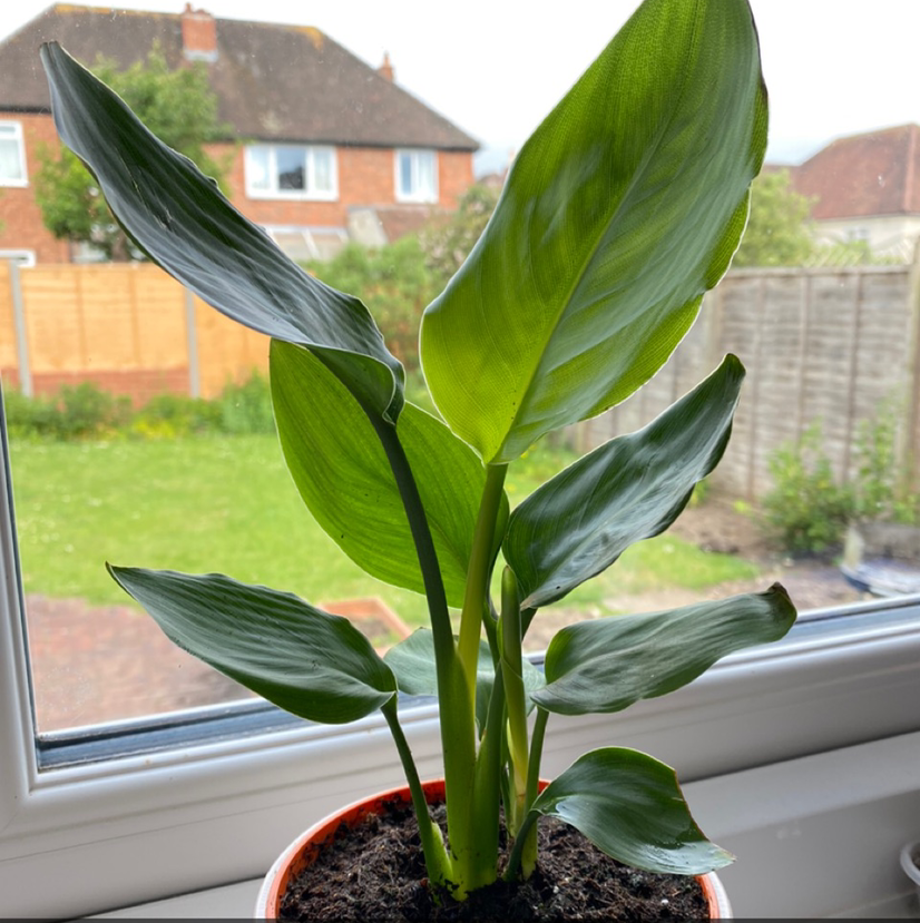 Photo of the plant species Bird of Paradise by @Jojo84 named Jasmine on Greg, the plant care app