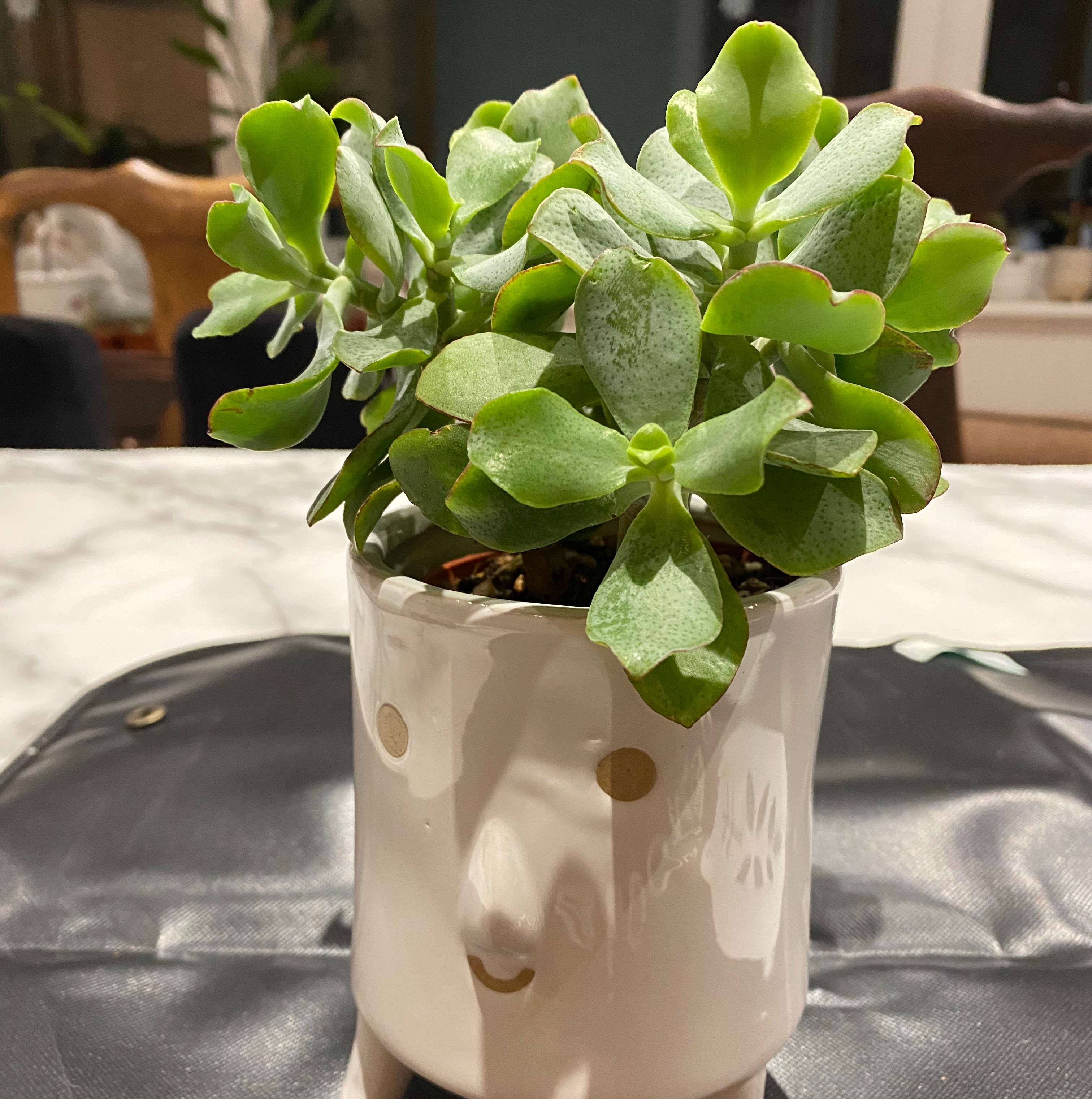 Ripple Jade plant in a white pot with a face design, healthy green leaves.
