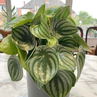 Watermelon Peperomia plant in Portsmouth, England