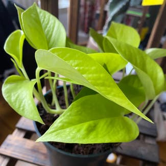 Neon Pothos plant in Portsmouth, England