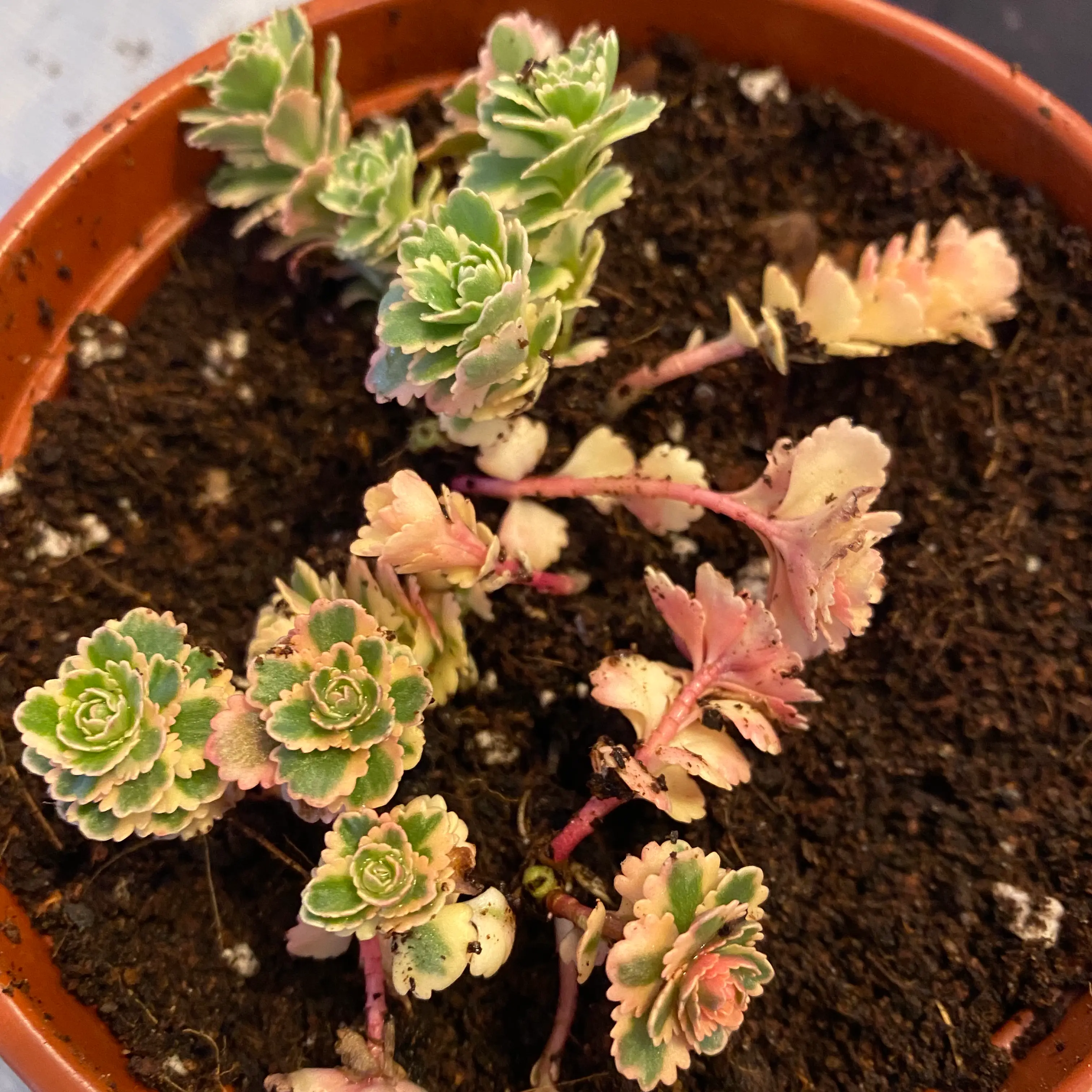 Photo of the plant species Sedum Atlantis by @Jojo84 named Atlantis on Greg, the plant care app