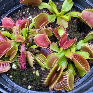 Venus Fly Trap plant in Portsmouth, England