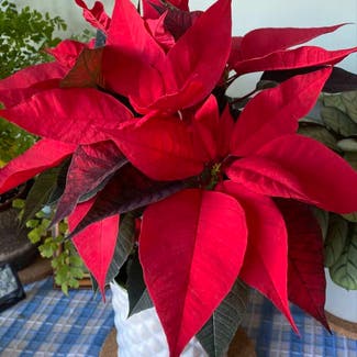 Poinsettia plant in Portsmouth, England