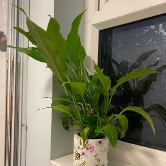 Peace Lily plant in Portsmouth, England
