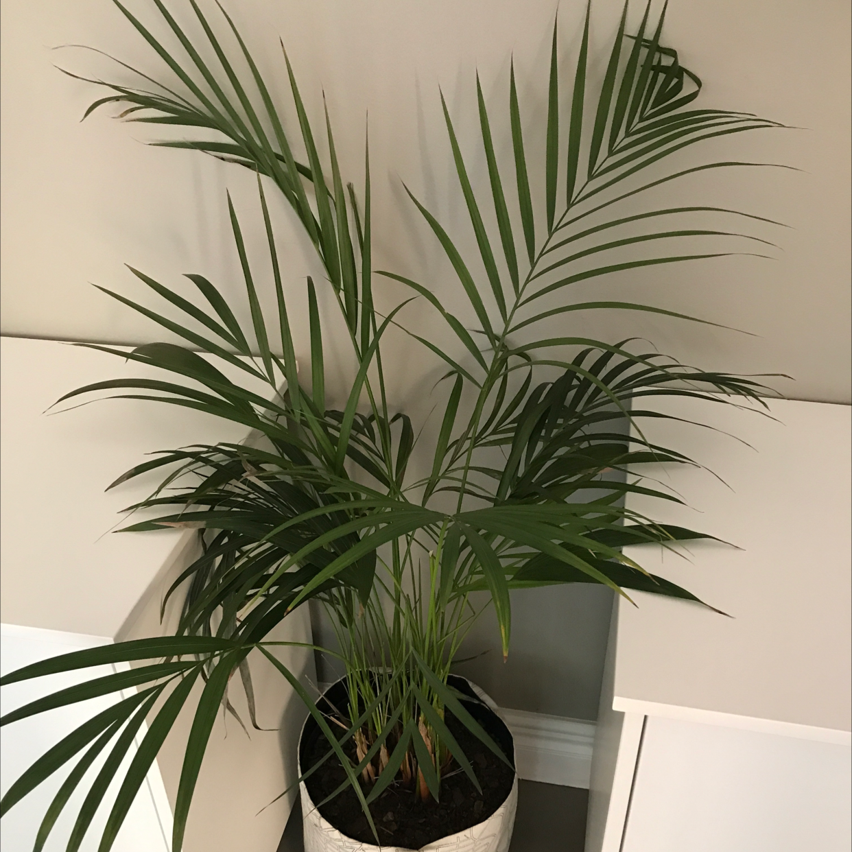 A healthy Bamboo Palm in a pot with visible soil, well-framed and in focus.