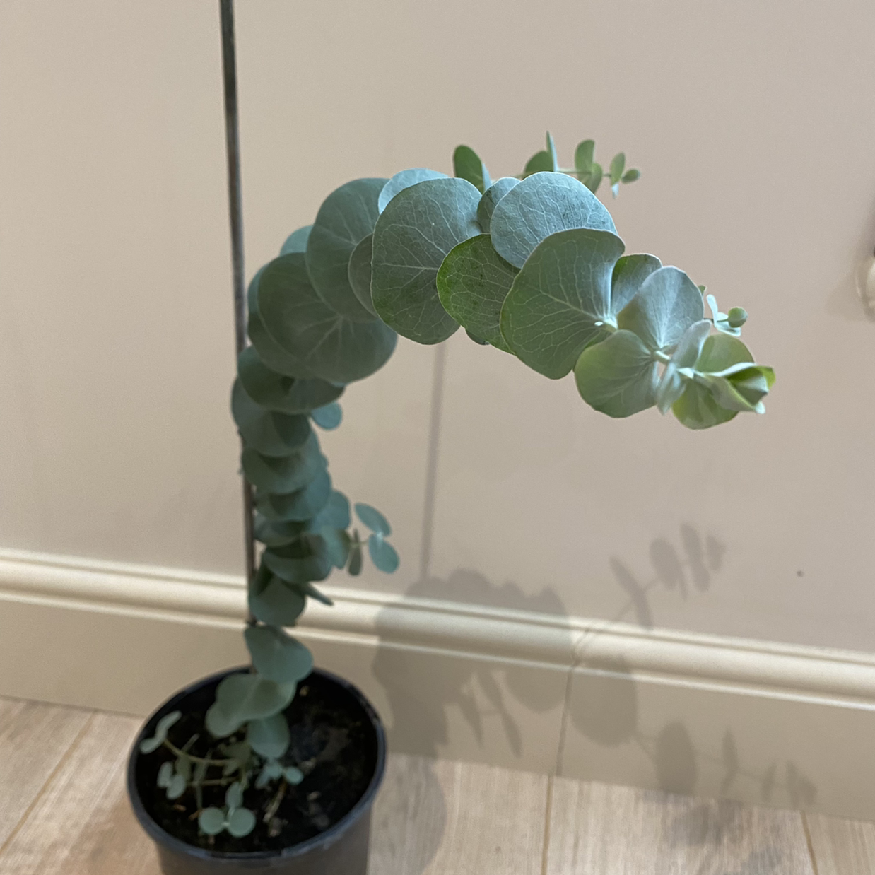 Photo of the plant species Silver Dollar Tree by @MaxClaydon named Mando on Greg, the plant care app